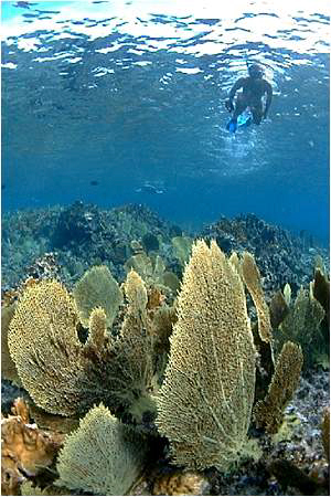 Key West coral reef snorkeling